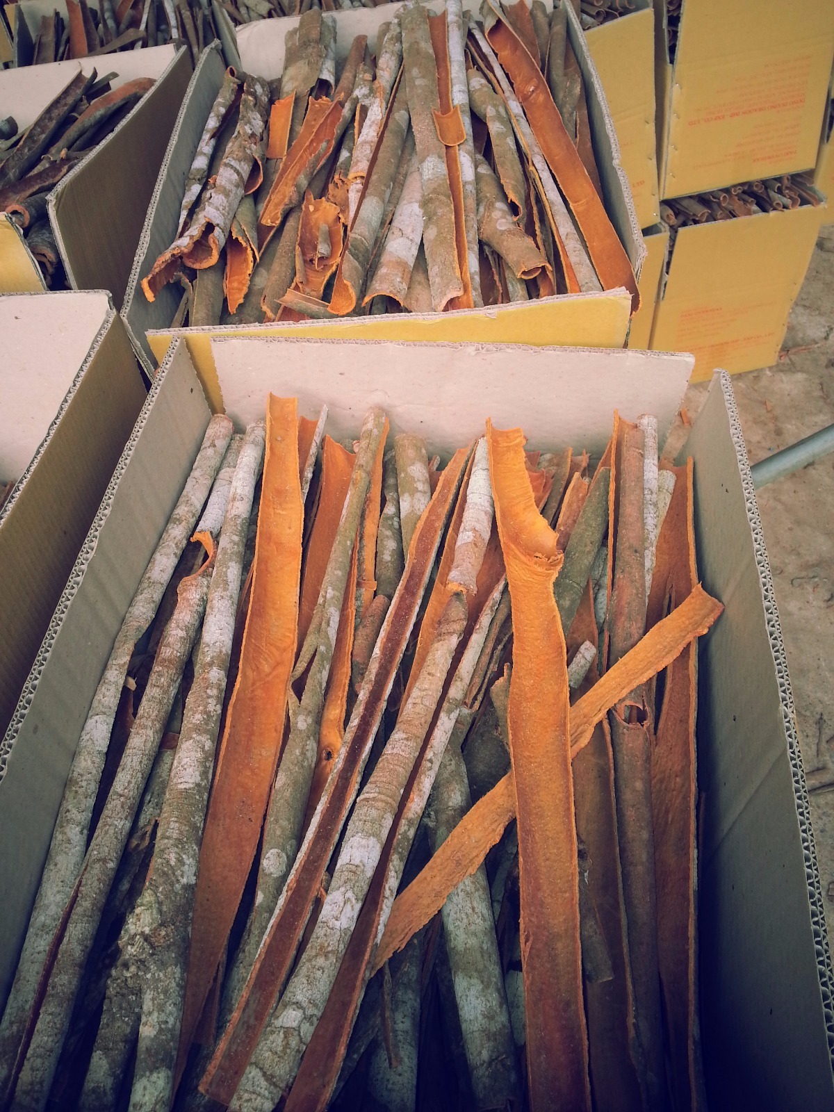 THIN CASSIA  5